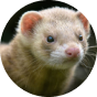 Ferret