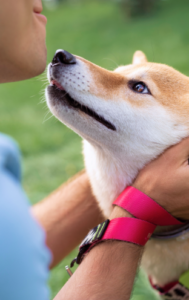 Psychological Benefits of Emotional Support Animals