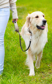 Service Dogs Behavioral Expectations