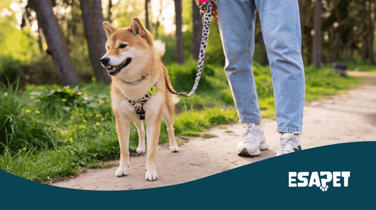 do service dogs have to be on a leash