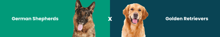 German Shepherds vs. Golden Retrievers