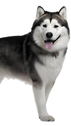 Siberian Husky