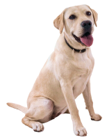 labrador retriever