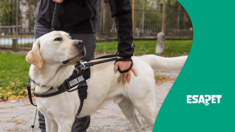 Emotional Support Dog Training: What You Must Know 20 Emotional Support Dog Training What You Must Know