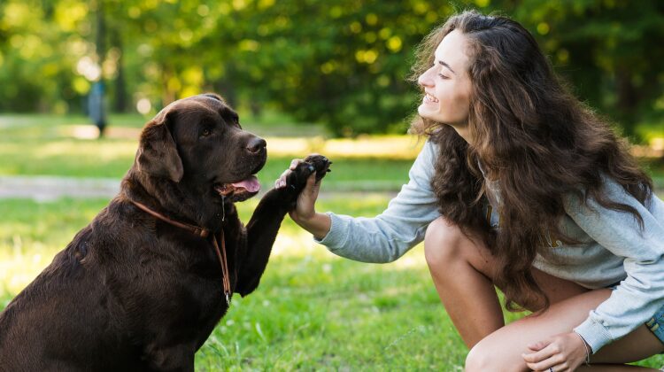 Emotional Support Dog Training – How to Train Your ESA? 1 Emotional support dog training