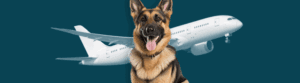 Which Airlines Still Allow Emotional Support Animals_