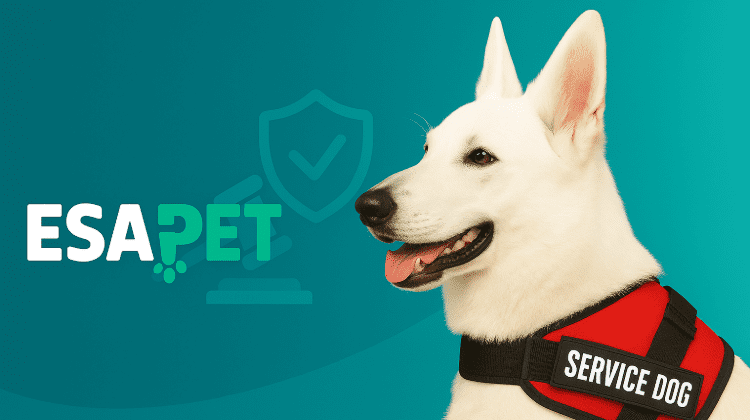 Penalty for Refusing Service Dog: What is the Fine? 1 penalty-for-refusing-a-service-dog(2)