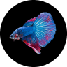 Emotional Support Fish: Can a Pet Fish Boost Mental Health? 4 Betta Fish