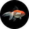 Emotional Support Fish: Can a Pet Fish Boost Mental Health? 6 Goldfish