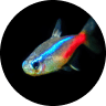 Emotional Support Fish: Can a Pet Fish Boost Mental Health? 8 Neon Tetra