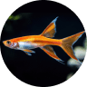 Emotional Support Fish: Can a Pet Fish Boost Mental Health? 9 Swordtail