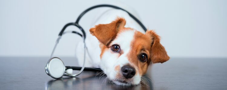emotional support dog to the hospital
