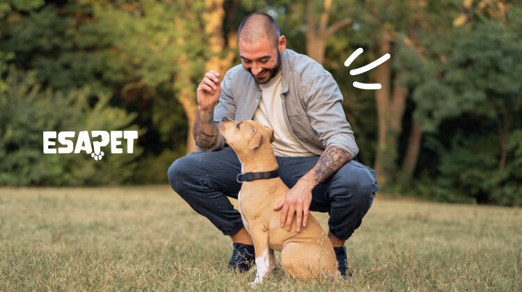 how to teach a dog to sit