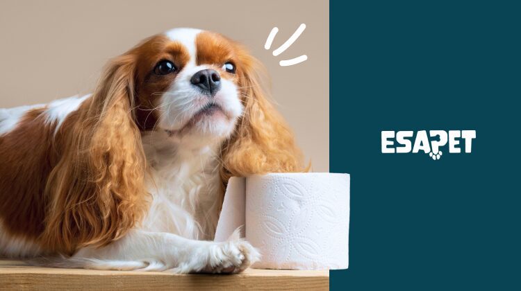 How to Potty Train a Puppy: Fast Housebreaking Guide 38 how to potty train a puppy