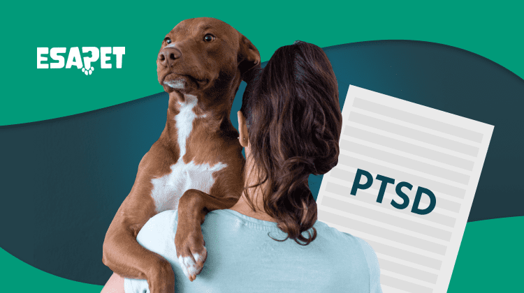 PTSD Service Dog: What You Must Know 1 image4