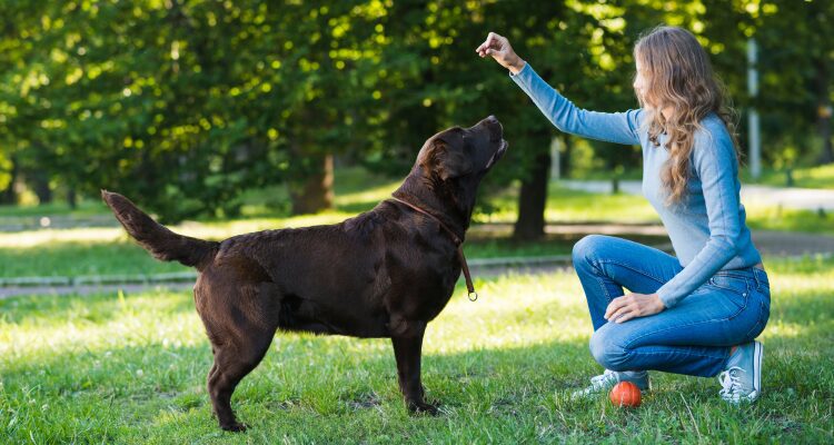 Reactive Dog Training: How to Reduce Reactivity on Walks 2 Reactive dog training