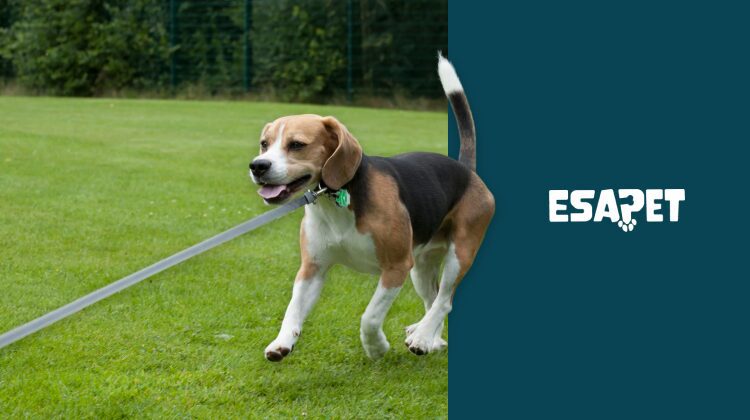 Reactive dog training