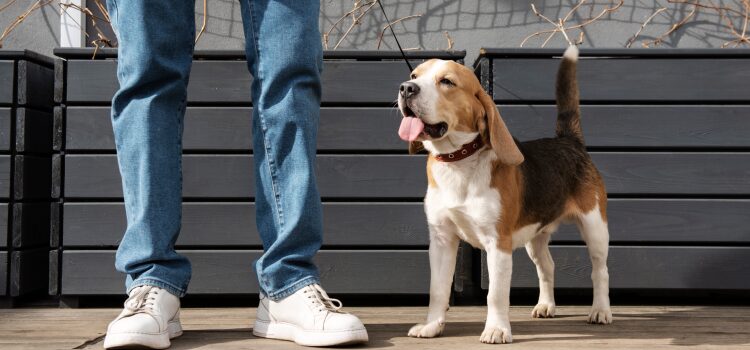 How to Teach a Puppy to Walk on a Leash: The Loose-Leash Guide 1 Start Leash Training a Puppy