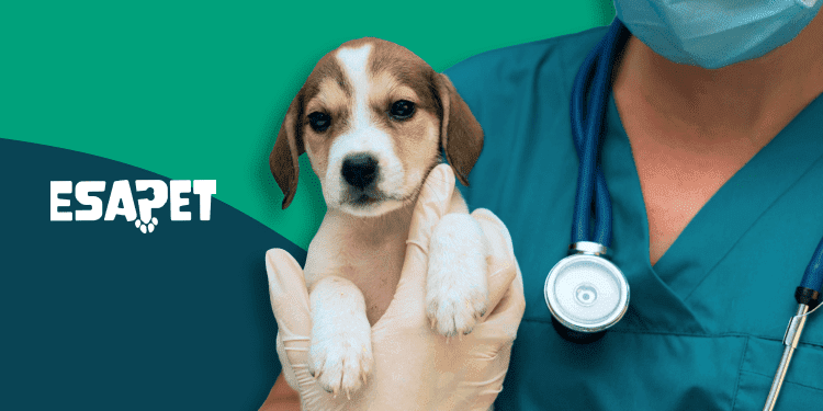 Best Pet Insurance Companies