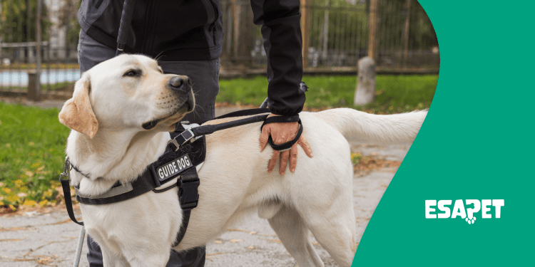 Emotional Support Dog Training What You Must Know