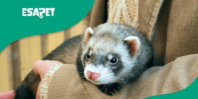 Emotional Support Ferret Emotional Support Ferret