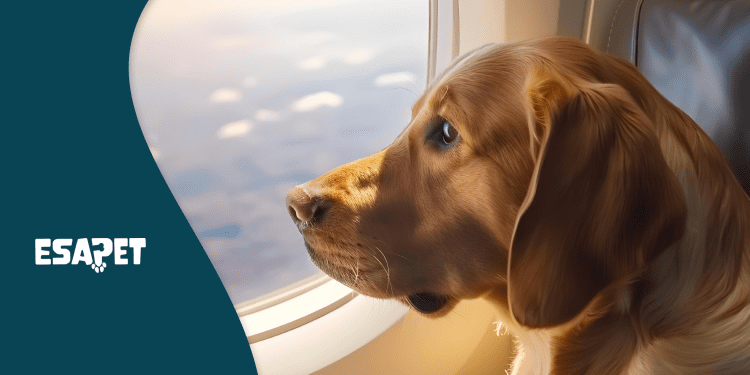 Flying with Dogs ESA, Service Dogs, and Pets