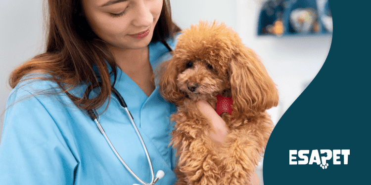 How to Choose Pet Insurance