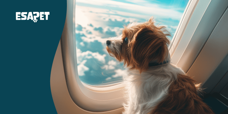 How to Fly With Emotional Support Animals