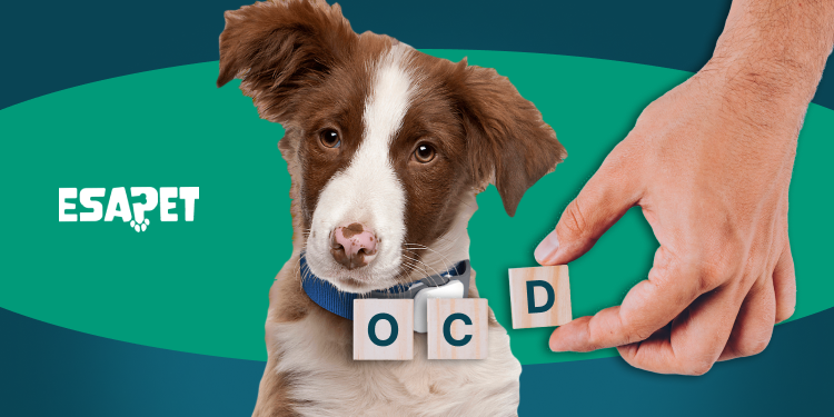 OCD Service Dog