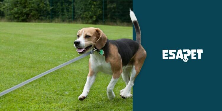 Reactive dog training