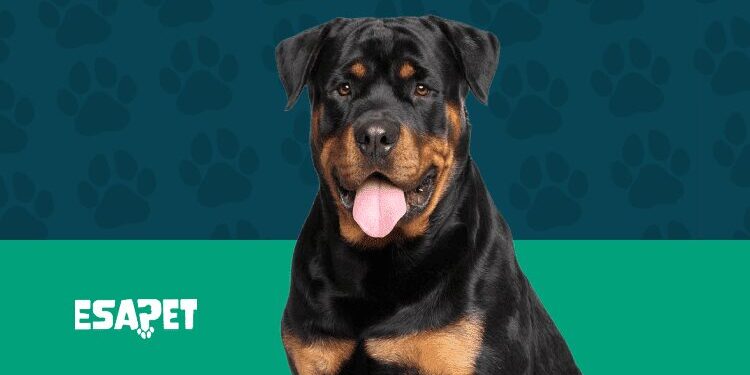 Rottweiller Service Dog