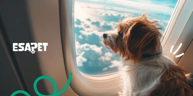 can emotional support dogs fly can emotional support dogs fly