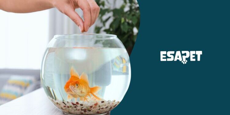 emotional support fish emotional support fish