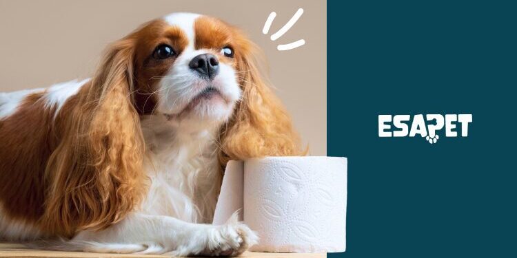 how to potty train a puppy how to potty train a puppy