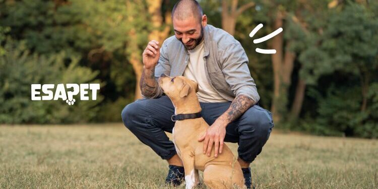 how to teach a dog to sit