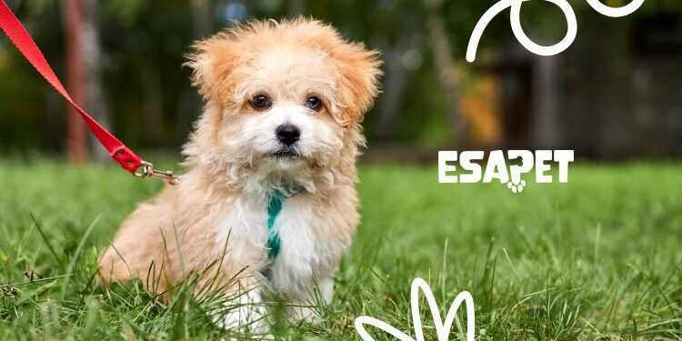 leash training a puppy