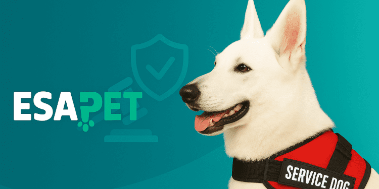 penalty-for-refusing-a-service-dog(3) penalty-for-refusing-a-service-dog(2)