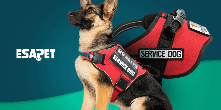 psychiatric service dog