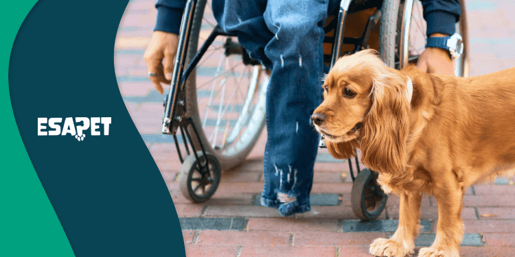 what disabilities qualify for a service dog