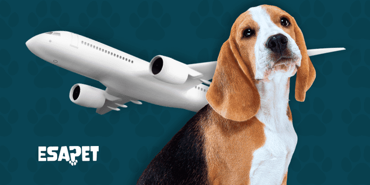 which airlines allow emotional support animals